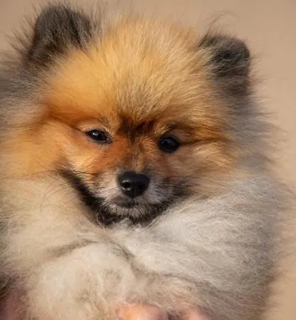 Mystique Barn Bristol