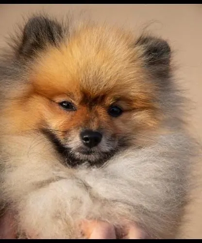 Mystique Barn Bristol